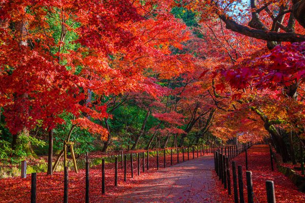 記事 京都東山の紅葉のアイキャッチ画像