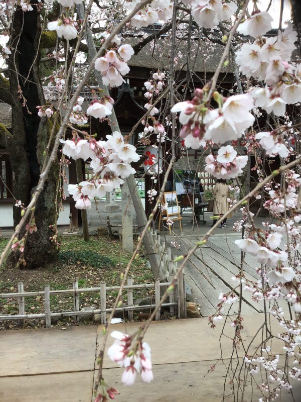 記事 平野神社  桜の開花情報のアイキャッチ画像