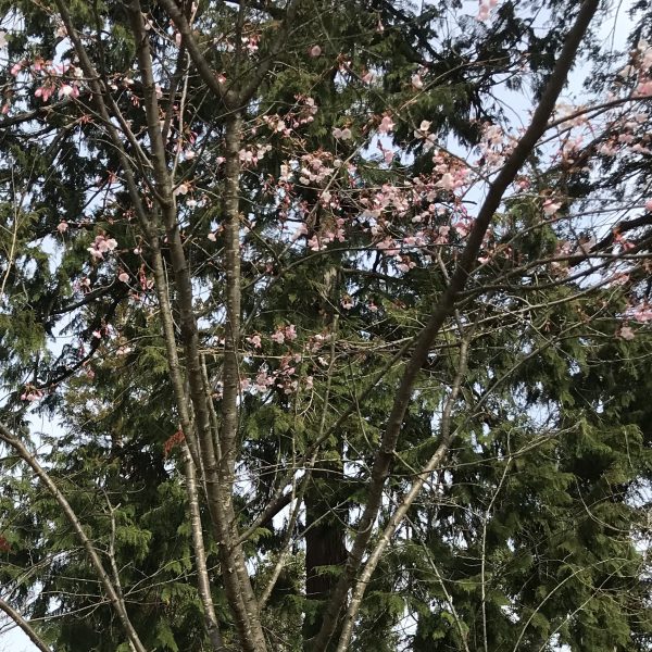 記事 上賀茂神社 桜の開花情報のアイキャッチ画像
