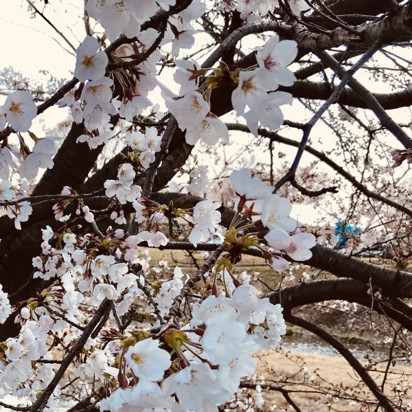 記事 上賀茂神社の桜が見頃を迎えています。のアイキャッチ画像